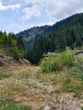 Mountain Forest Path Leading to Rustic Cabin Amid Wildflowers and Pine Trees Stock-Fotos