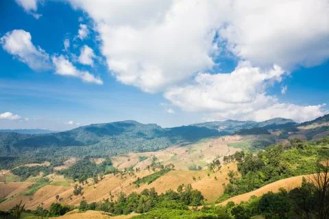 Mountain forest Stock Photos