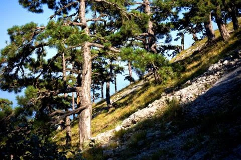 Mountain forest Stock Photos