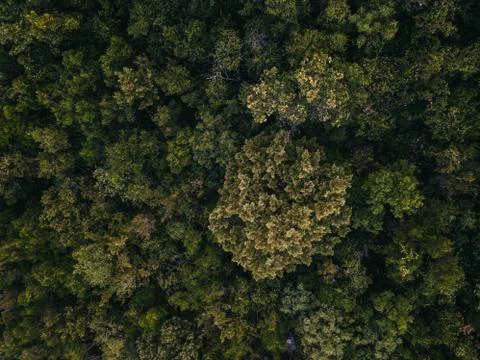 Mountain forest Stock Photos