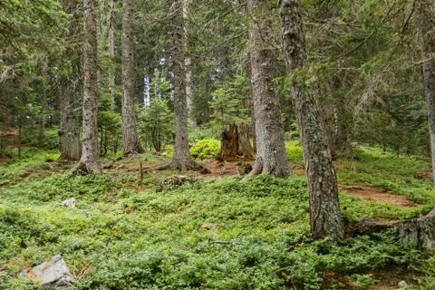 Mountain Forest Stock Photos