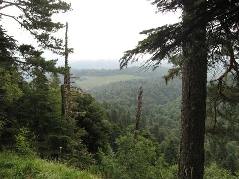 Mountain forest Stock Photos