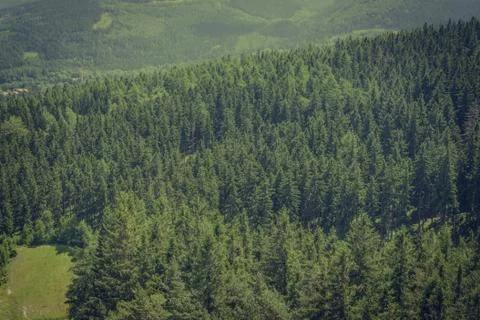 Mountain Forest Stock Photos