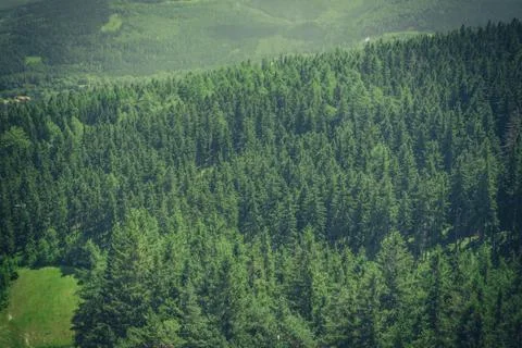 Mountain Forest Foto stock