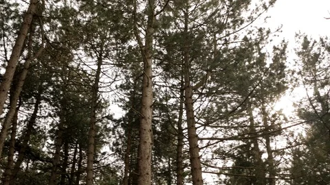 Mountain forest with the pine trees growing on hill Stock Footage 107602529