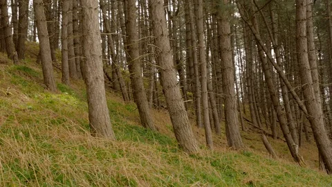Mountain forest with the pine trees growing on hill Stock Footage 107602606