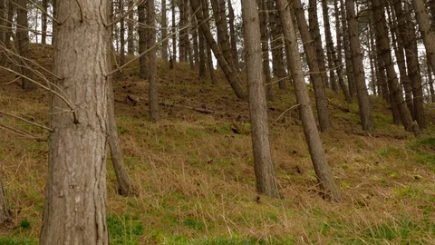 Mountain forest with the pine trees growing on hill Stock Footage 107602967