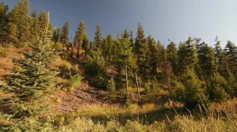 Mountain forest pine trees nature Stock Footage 8994763
