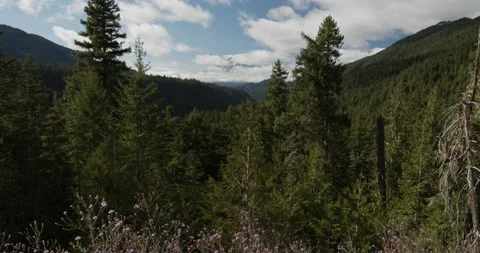 Mountain Forest Pine Trees in Pacific Northwest Forest Stock Footage 141526795