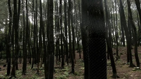 Mountain forest pine tress, view form inside the car Stock Footage 111637324