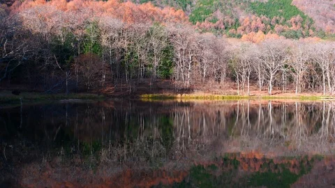 Mountain Forest Reflected in a Pond in Autumn Stock Footage 118154463