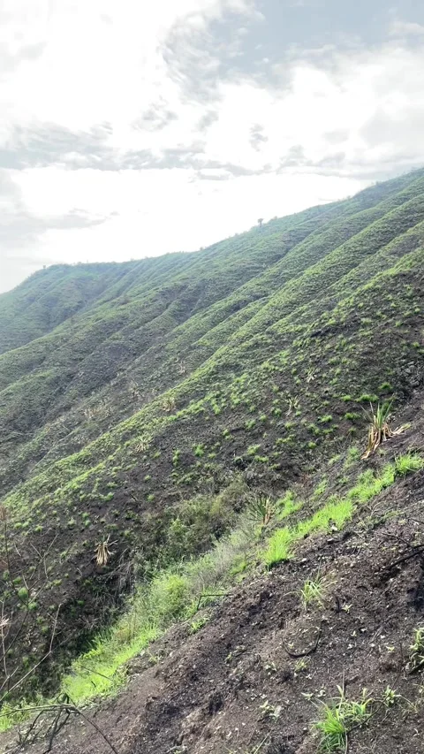 Mountain Forest Regenerating After a Fire Stock Footage 305781358