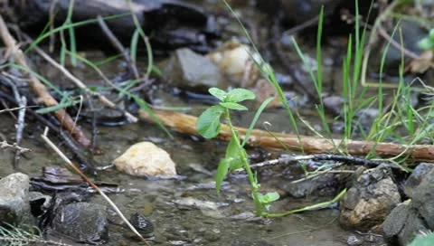 Mountain forest river Stock Footage 9130438