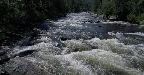 Mountain forest river Stock Footage 78550029