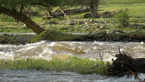 Mountain forest river Stock Footage 101879723