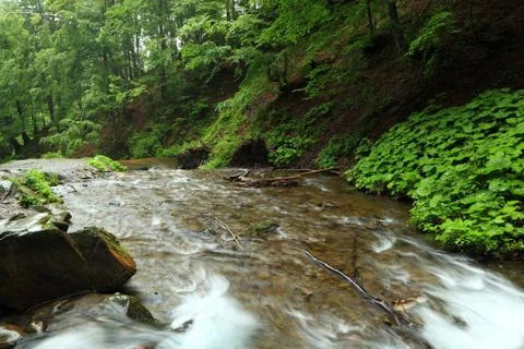Mountain forest river. Stock Photos