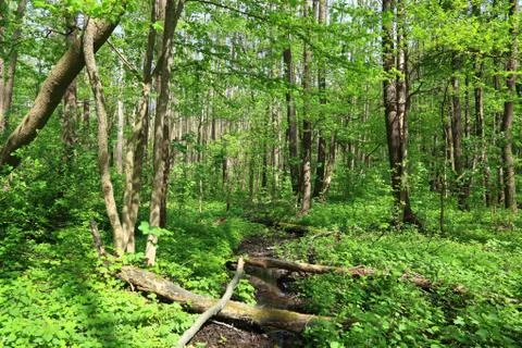 Mountain forest river. Stock Photos