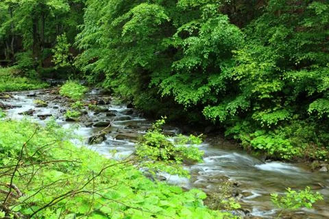 Mountain forest river. Stock Photos