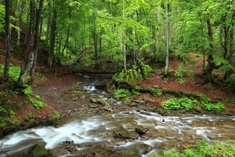 Mountain forest river. Stock Photos