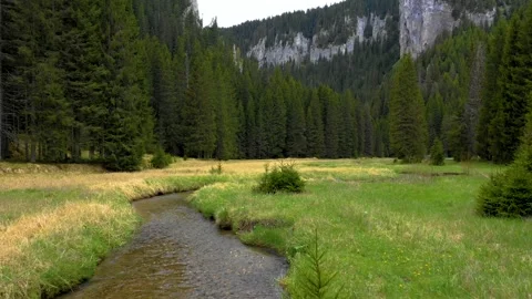 Mountain forest river valley with green meadow. Natural landscape in Altai Stock Footage 150561989