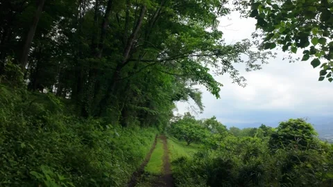 Mountain forest road Stock Footage 277206056