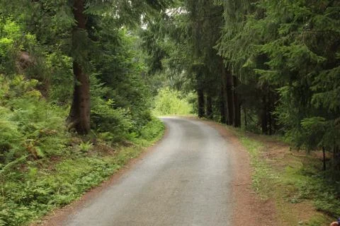 Mountain forest road Stock Photos