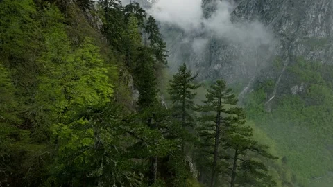 Mountain forest on the rock in the canyon Stock Footage 249999729