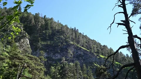 A mountain forest with rocks Stock-Footage 219363400