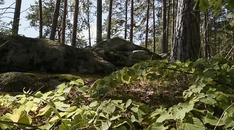 Mountain forest. Rocks. Grass. Panorama Video stock 64468409