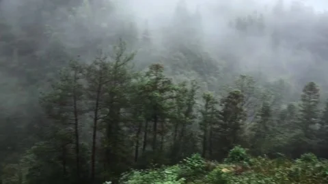 Mountain forest scenery Stock Footage 235131096