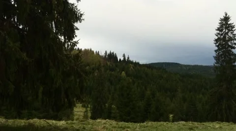 Mountain forest slide in the evening light Stock Footage 63100755