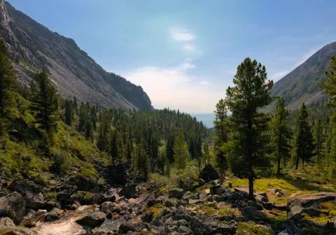 Mountain forest in a small river Stock Photos