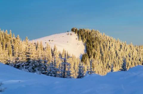 Mountain forest in snow Stock Photos