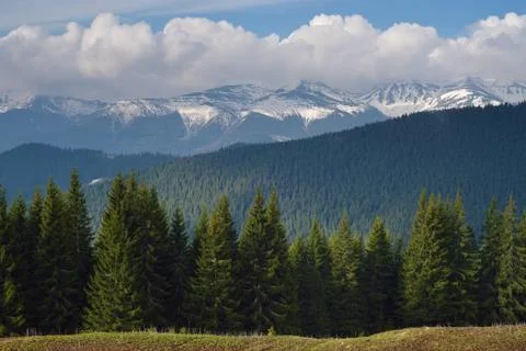 Mountain forest in spring Stock Photos