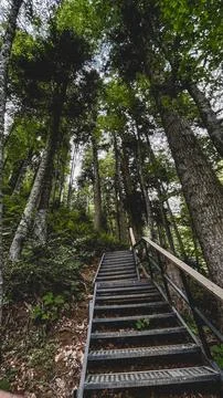 Mountain forest staircase trail surrounded by tall trees Stock Photos