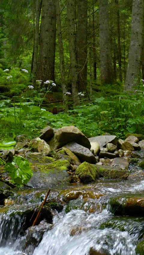 Mountain forest stream flowing through mossy rocks in summer Stock Footage 336204779