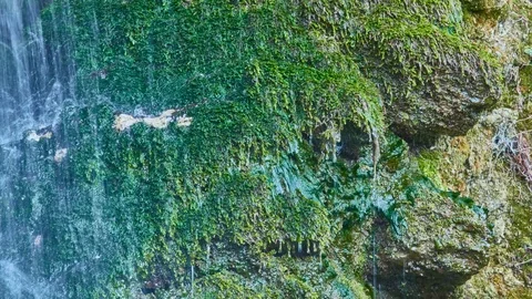 Mountain forest stream Stock Footage 99742989