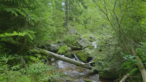 Mountain Forest Stream Video stock 328238670