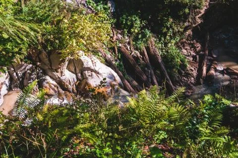 Mountain forest stream going down among green fern leaves and rocks Stock Photos