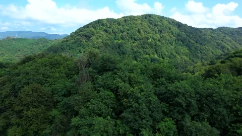 Mountain forest in summer aerial view Video stock 237361651