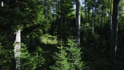 Mountain forest in a summer setting Stock Footage 226543202