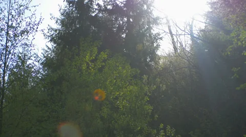 Mountain forest sun tracking flare Video stock 37798916