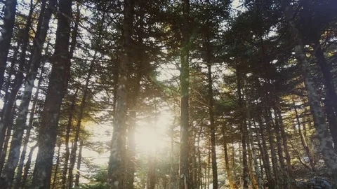 Mountain forest sunrise,early spring, tracking through the pine trees. Stock Footage 73220532