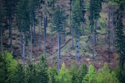 Mountain forest with tall pine trees and fresh spring greenery. Stock-Fotos