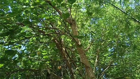Mountain Forest a Tilting Up View Of Bamboo Grove with Green forest tree Stock Footage 332577179