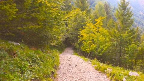 Mountain Forest Trail Path Through the Woods Stock Footage 78654470