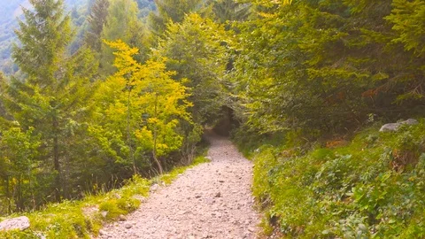 Mountain Forest Trail Path Through the Woods Video stock 78732192