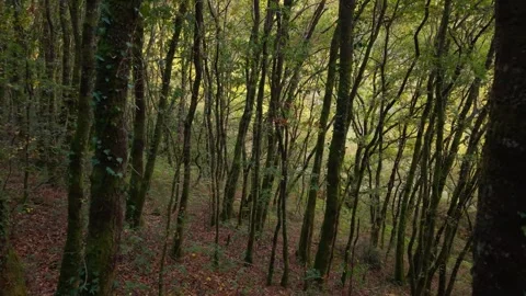 Mountain Forest Trail With Thin Tree Trunks Covered With Creeping Plants Stock Footage 321940208
