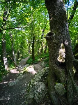 Mountain forest trails Stock Photos