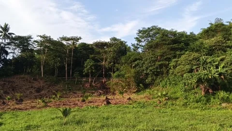 Mountain Forest Tree with a Farm Garden in the Area Summer Weather on the Road Stock Footage 336653689